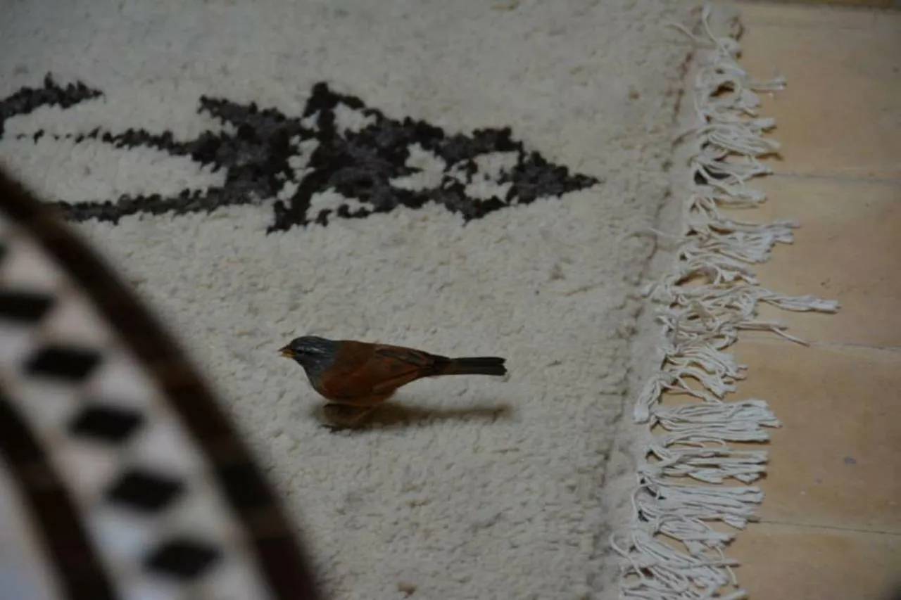 Dar Rachida Villa Marrakesh 0*,